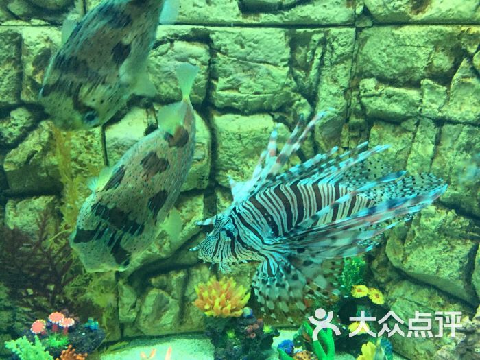 常州金鹰海底世界-图片-常州景点-大众点评网