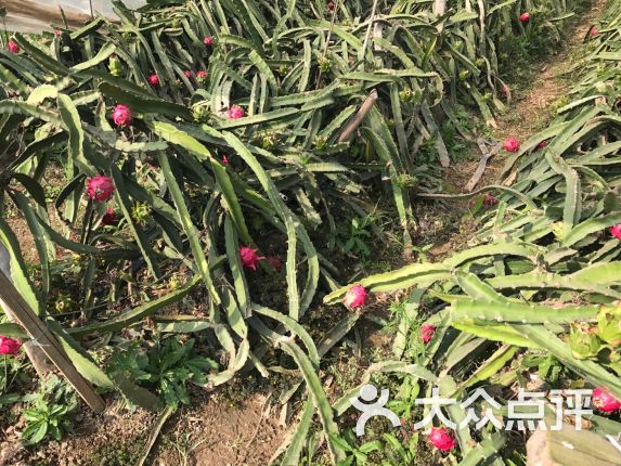 【红心火龙果采摘】电话_地址_价格_营业时间