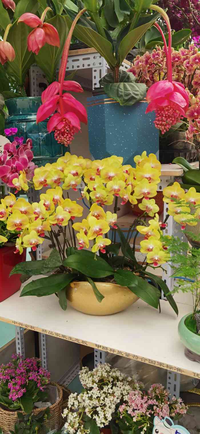 蟹岛国际花卉-"新开在蟹岛的一个花卉市场,很好找,进.