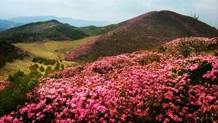 马鹿塘杜鹃花海景区