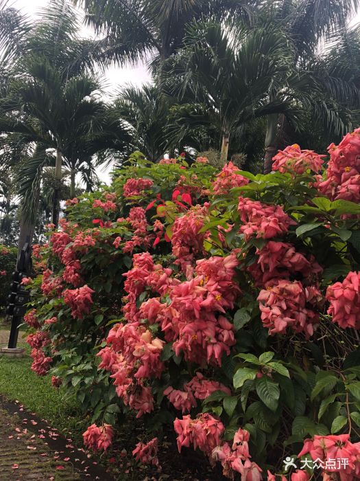 西双版纳热带花卉园图片