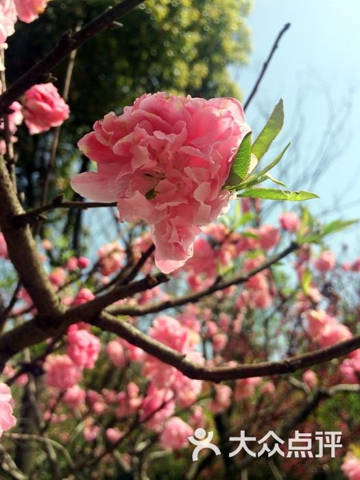 南汇桃花节 千亩桃园乡村游-图片-上海周边游-大众点评网