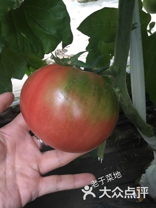 欢坨一线西红柿图片 - 第4张