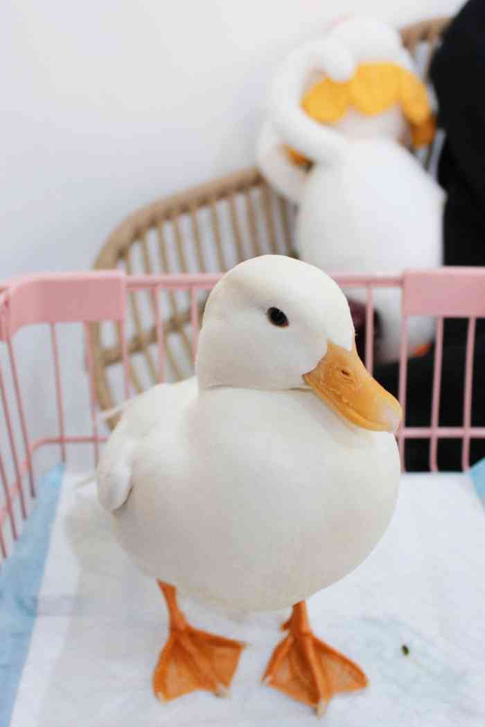 monster duck柯尔鸭咖·荷兰猪猪体验咖