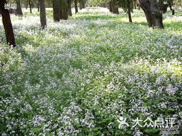 农历二月开花,故名二月兰