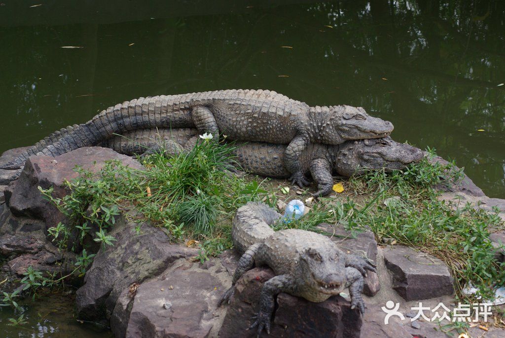 上海野生动物园叠鳄鱼图片 - 第1039张