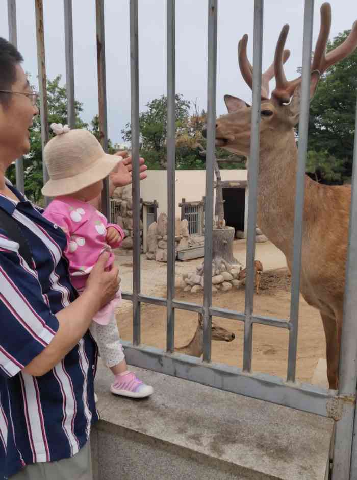 青岛动物园-"八块五能看到熊猫的地方已经不多了."