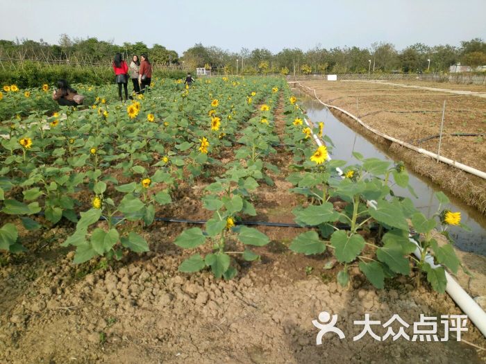 伟丰生态农场图片 第3张