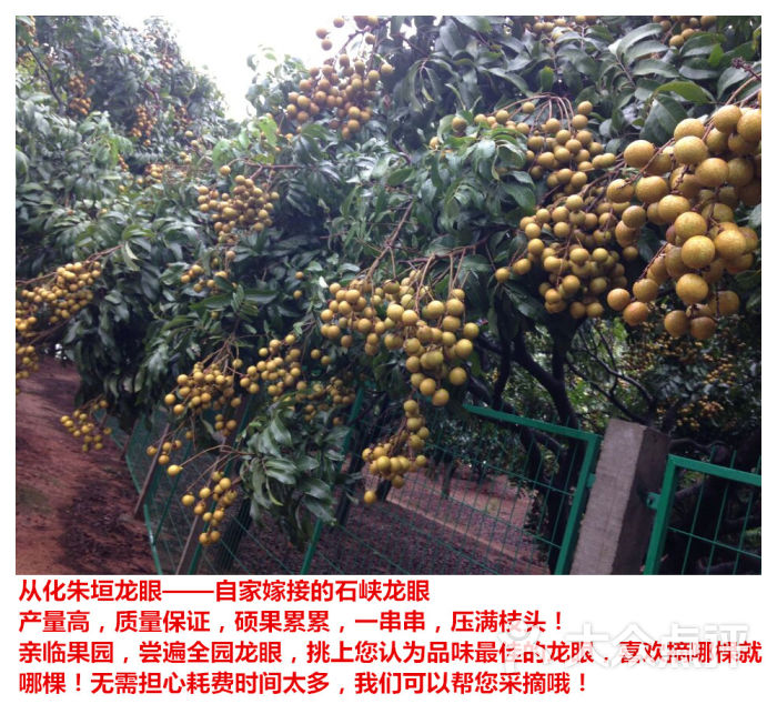 钟楼古村荔枝龙眼采摘果园-图片-广州休闲娱乐-大众