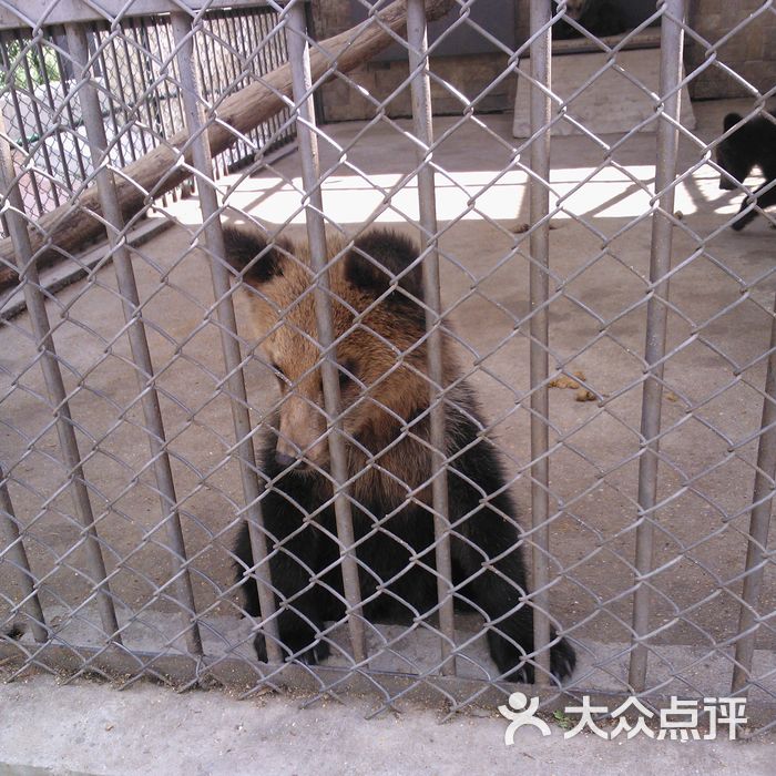 北方森林动物园wp_007254图片-北京动物园-大众点评网