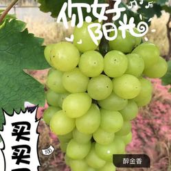 葡萄人均_葡萄卡通图片(2)