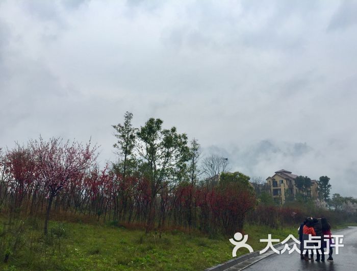 樱桃山旅游景区-图片-蒲江县周边游-大众点评网