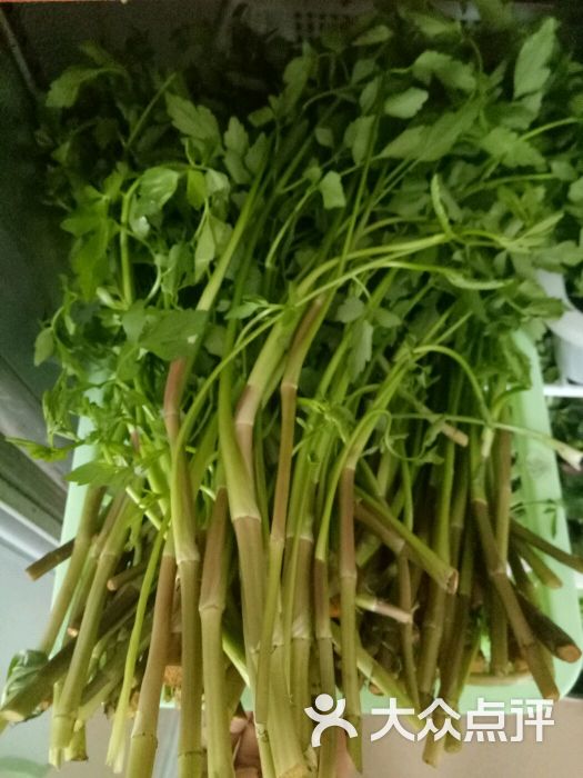 水芹菜(野芹菜)