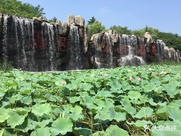 滕州微山湖红荷湿地景区-景点图片-滕州市周边游-大众