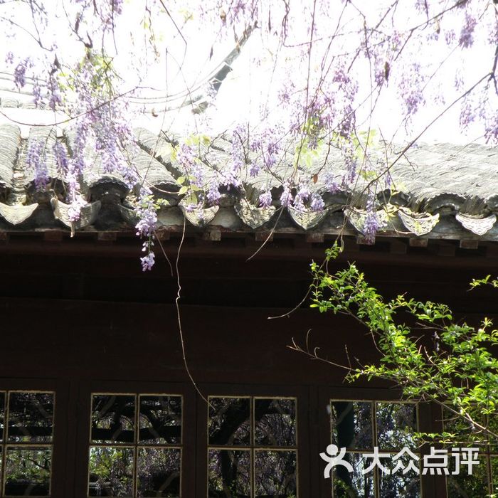 苏州博物馆紫藤图片-北京博物馆-大众点评网