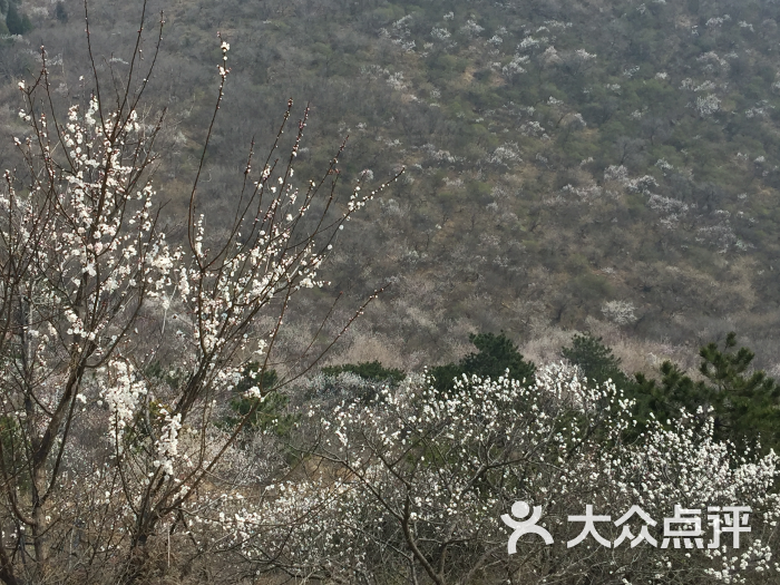 桃花山风景区-图片-遵化市周边游-大众点评网