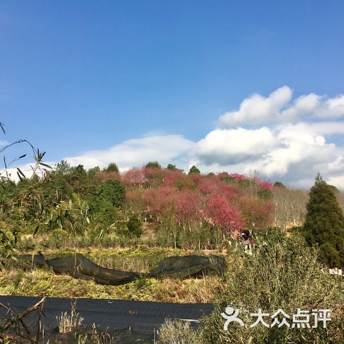 永福樱花园