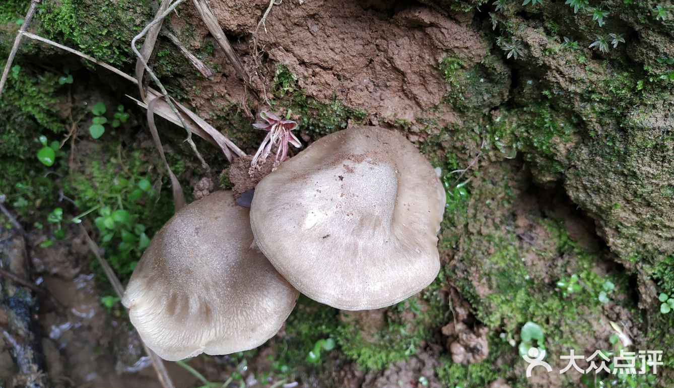 桃花开放的季节春雨之后桃树周围会长出桃花菌