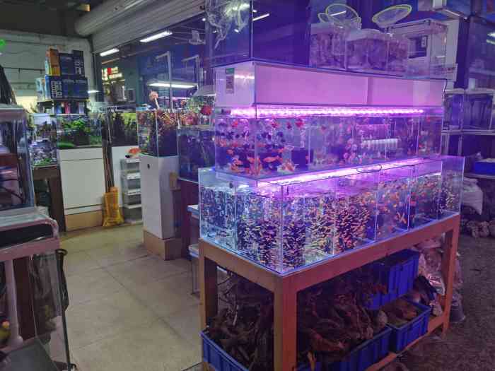 宝丰花鸟市场卜蜂莲花店
