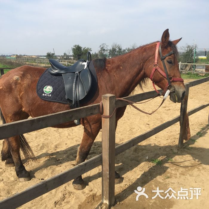 牧马人生态马场图片-北京马术场-大众点评网