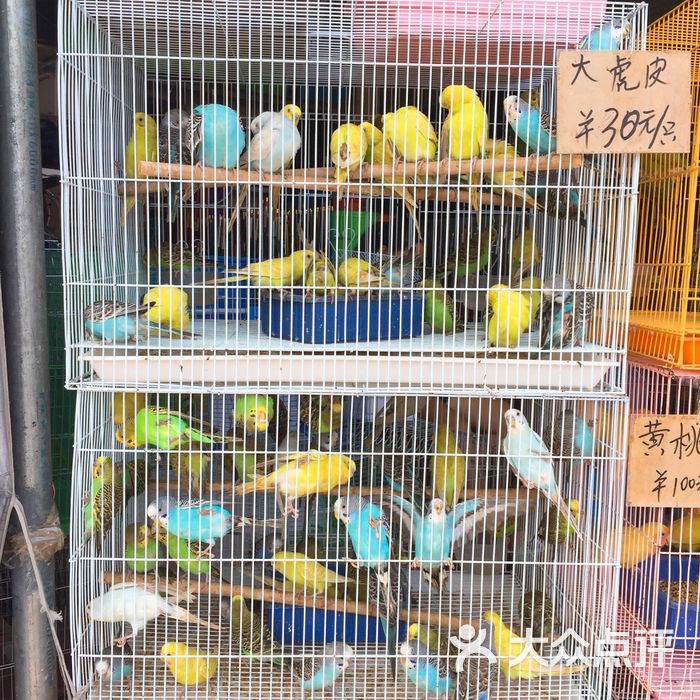 广西花鸟市场图片-北京更多购物场所-大众点评网