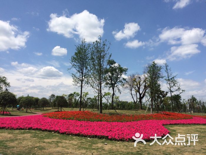 双流凤翔湖市政森林公园图片 - 第9张