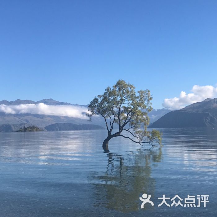 湖中一棵树