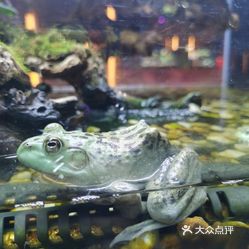 东渡蛙城
