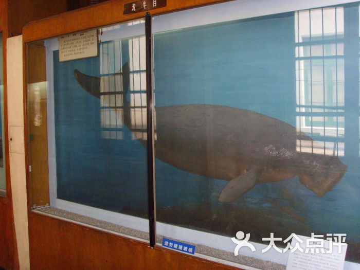 传说中美人鱼的原型儒艮-江鸟先生的图片
