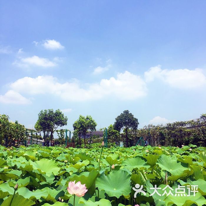 马陆葡萄主题公园