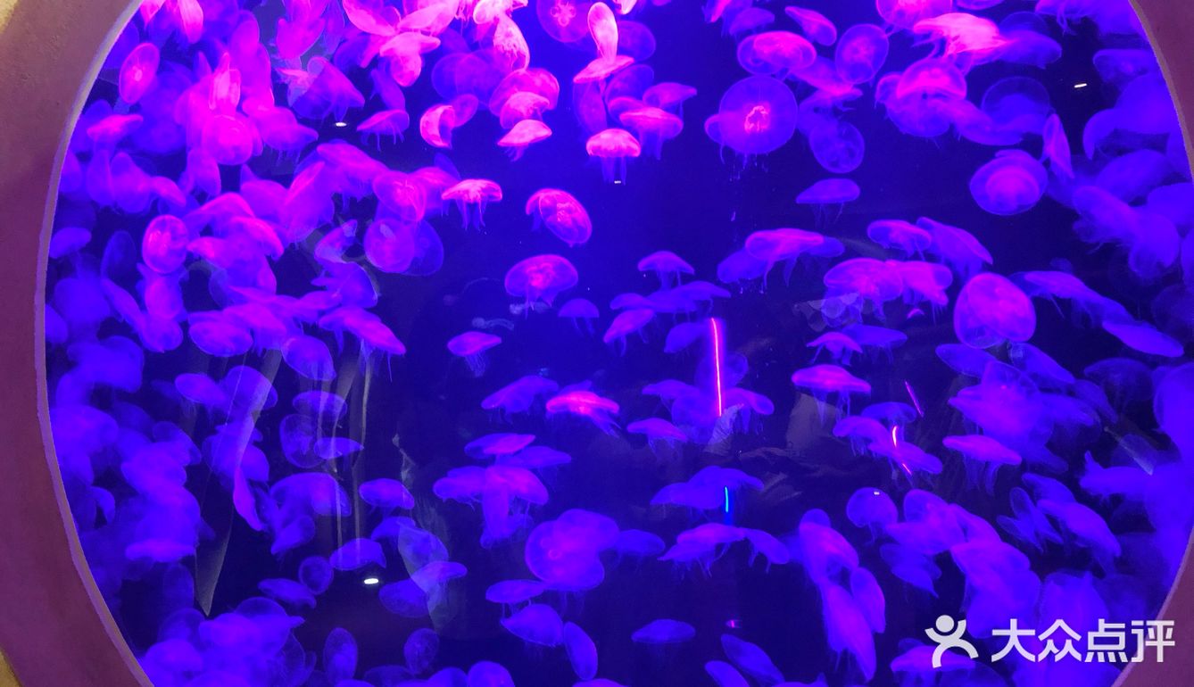 这里是三亚海棠湾亚特兰蒂斯水族馆