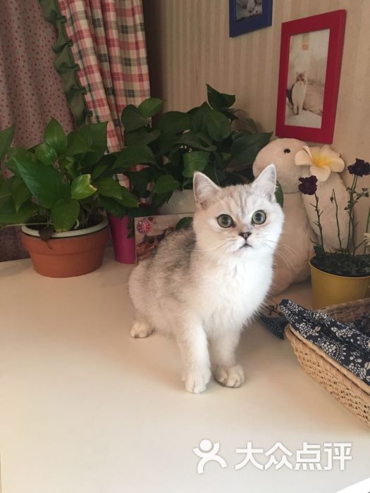 甜饼宠猫猫舍-图片-北京宠物