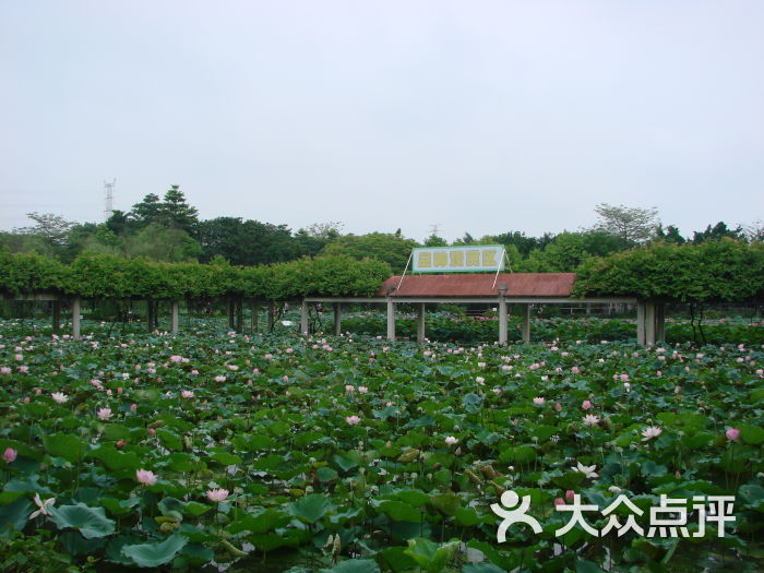 荷花奇境(三水荷花世界)景点图片 - 第117张