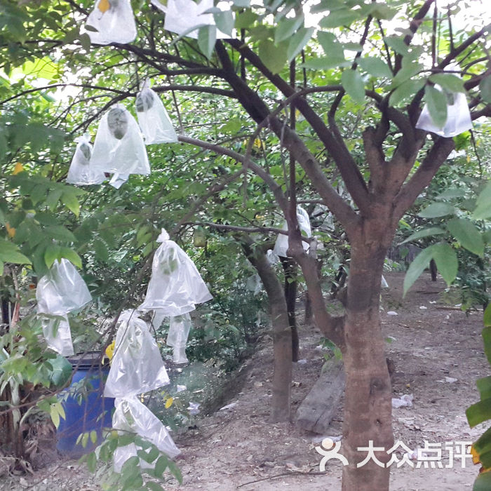 杨桃公园景点图片-北京公园-大众点评网