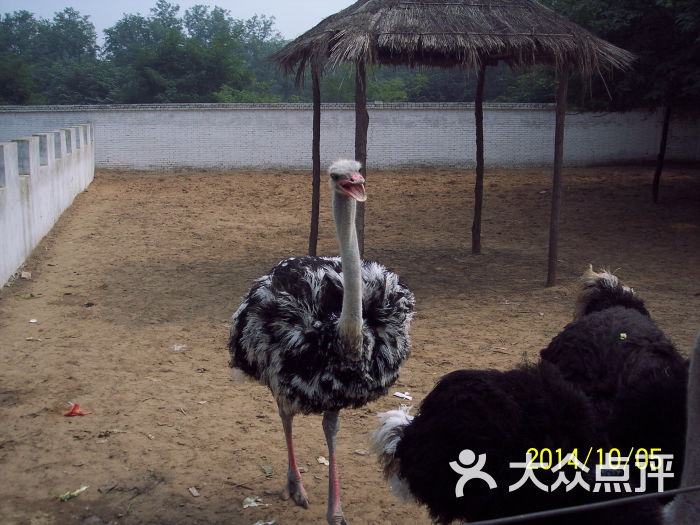 金鹭鸵鸟园-图片-郑州景点/周边游-大众点评网