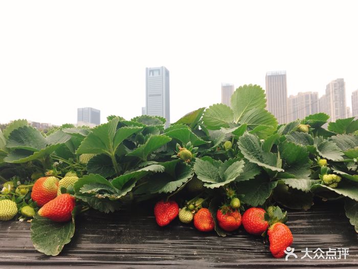 万胜围草莓园在万胜围地铁站C出口直走大概