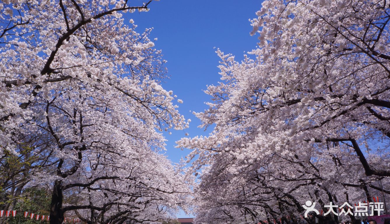 东京最佳赏樱地:上野公园