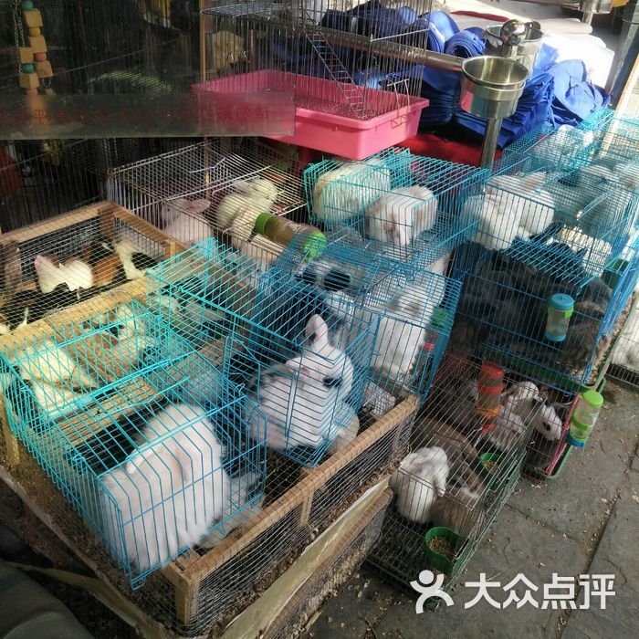 十里河花鸟鱼虫市场图片-北京特色集市-大众点评网