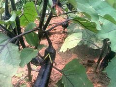 红骨顶生态农场绿色果蔬配送-图片-tianjin购物