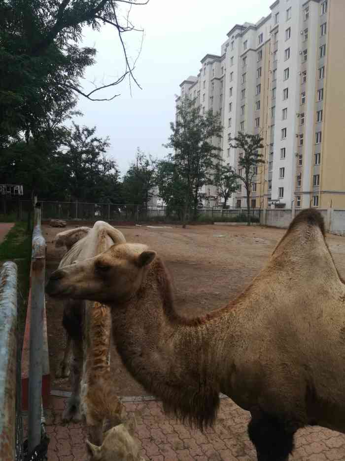 春天去锦州,导航来到动物园,才发现动物园没营业,停业了