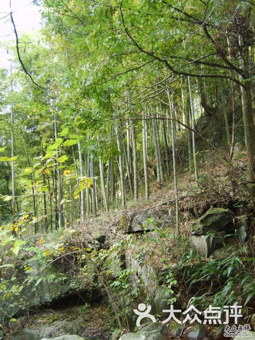 西天目山风景区竹子图片 - 第882张