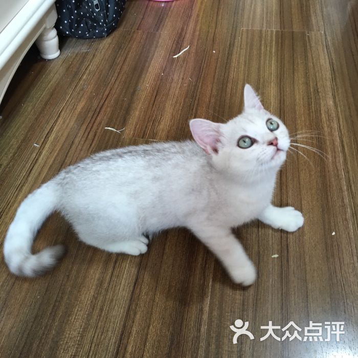 cfa布丁猫舍图片 第4张