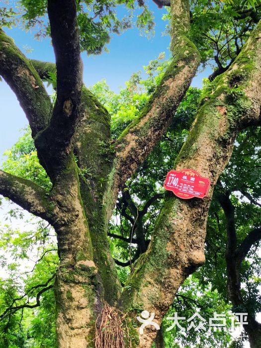 张坝桂圆林-图片-泸州周边游-大众点评网