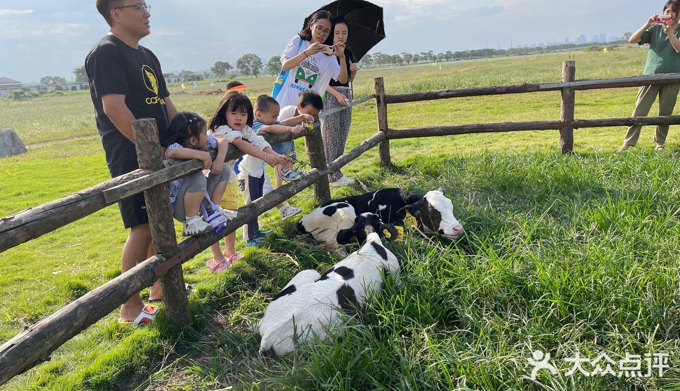 周末亲子遛娃好去处奶牛牧场免费参观周末出去玩