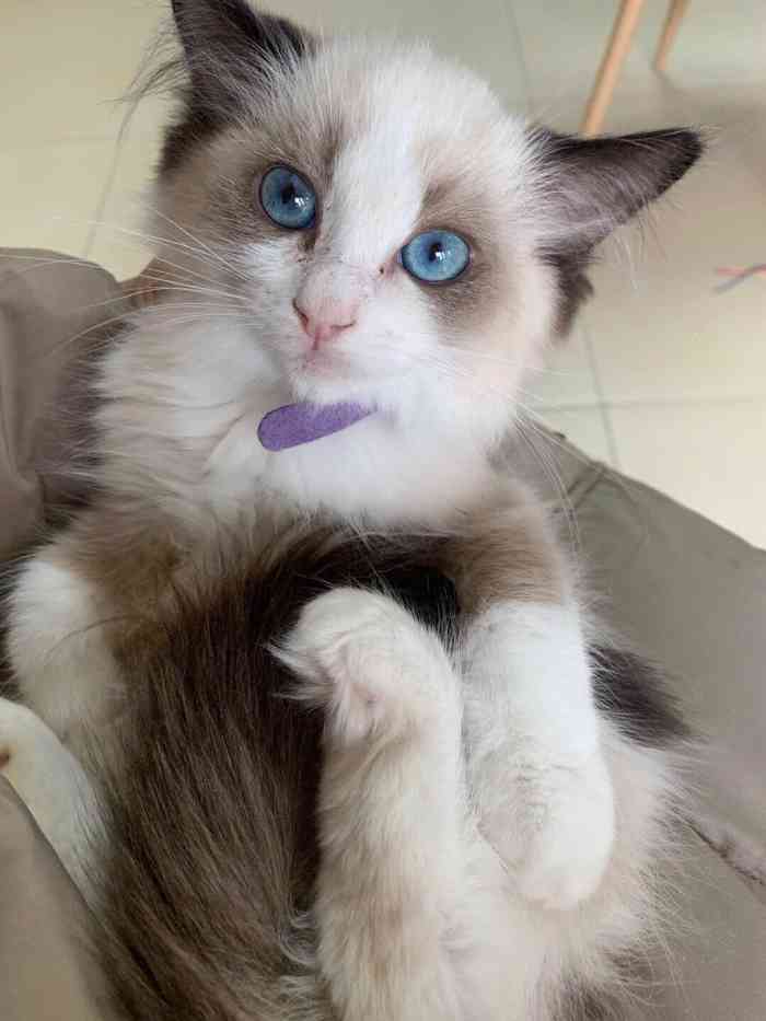 猫福瑞平价健康猫舍·布偶金渐层