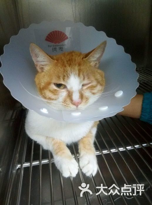 纳吉亚动物医院(成都分院)-图片-成都宠物-大众