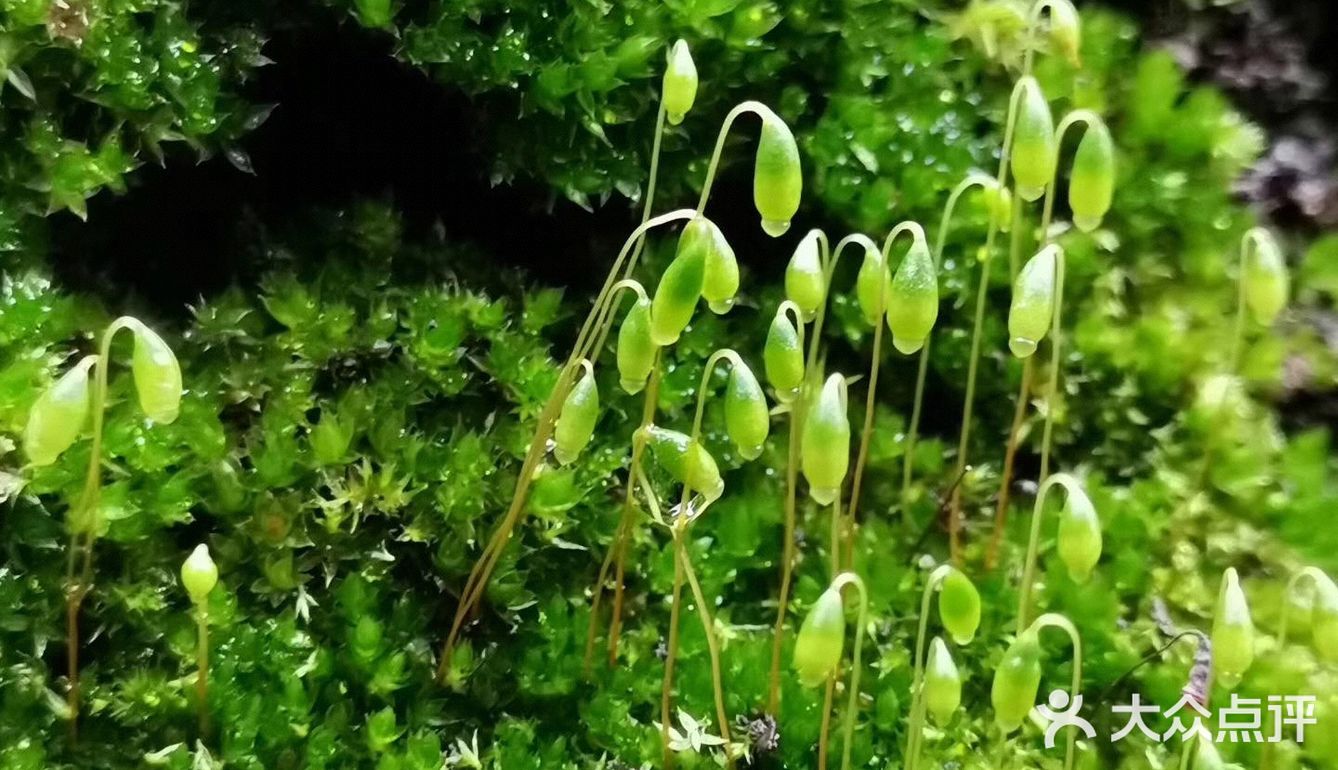 今日俯身细瞧,才得见大如米粒之— 苔花