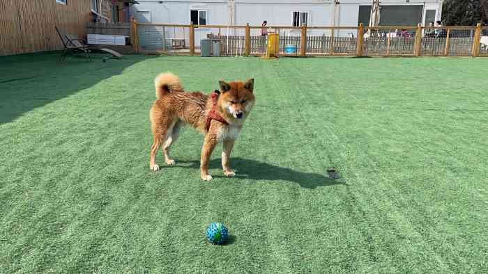 爱犬乐园·水墨缘-"【项目】游泳场地沿用菩提树下,重装开业.