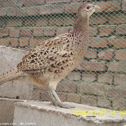 跟着学唱呼伦贝尔大草原曲谱(2)