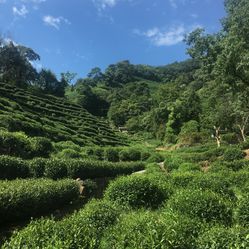 御茶园老总_重庆茶园观山御景